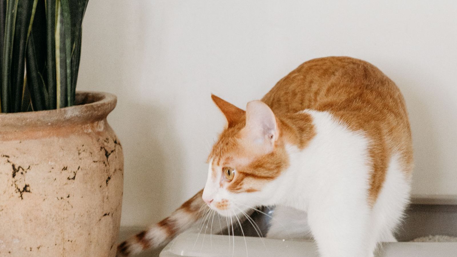 Gato branco e laranja saindo da caixa de areia, ao lado de um vaso de planta