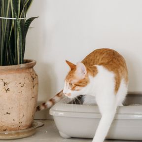 Gato branco e laranja saindo da caixa de areia, ao lado de um vaso de planta
