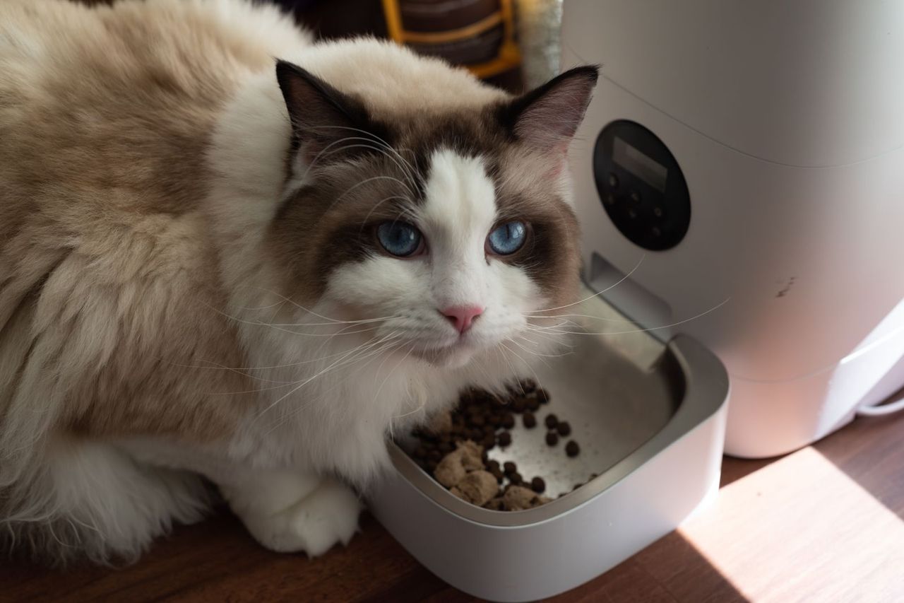 Gato ragdoll de olhos azuis ao lado de um comedouro automático com ração, iluminado pela luz do sol