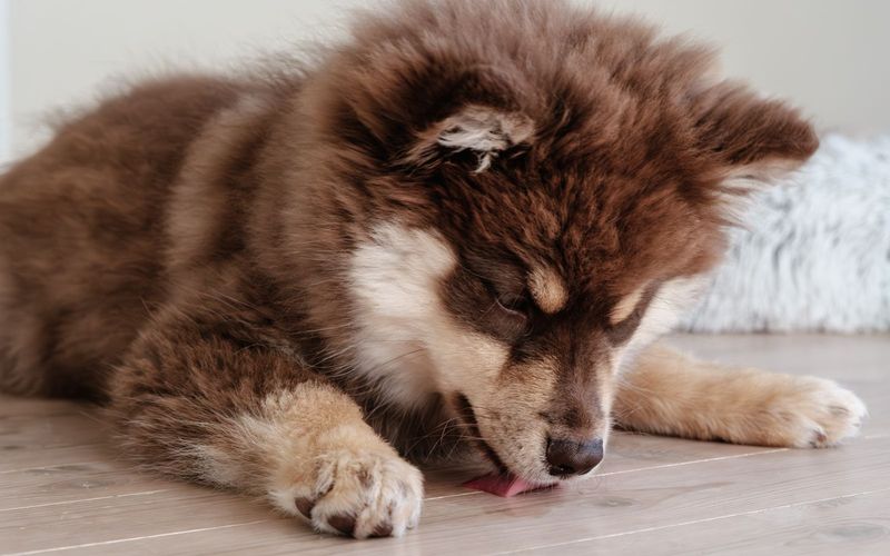 Filhote peludo marrom e bege deitado no piso de madeira, lambendo o chão com a língua de fora