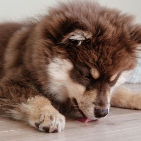 Filhote peludo marrom e bege deitado no piso de madeira, lambendo o chão com a língua de fora