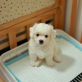 Filhote de bichon frisé branco sentado sobre o tapete higiênico, dentro de uma bandeja própria