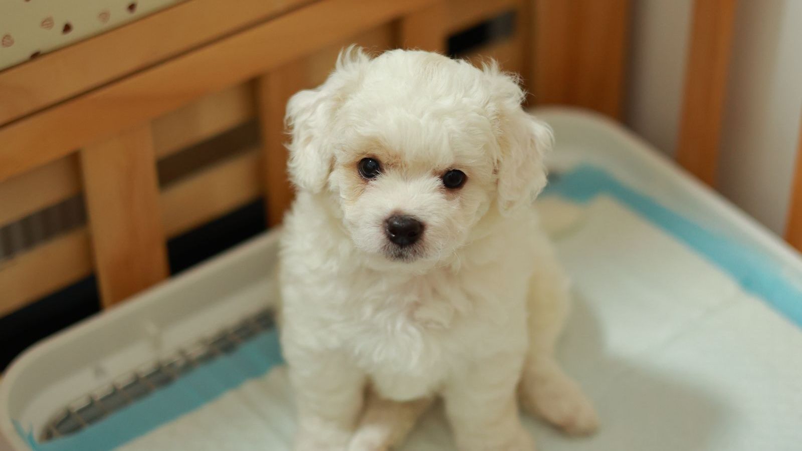 Filhote de bichon frisé branco sentado sobre o tapete higiênico, dentro de uma bandeja própria