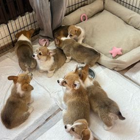 Filhotes de corgi brincando sobre tapetes higiênicos brancos que forram o chão de um cercadinho