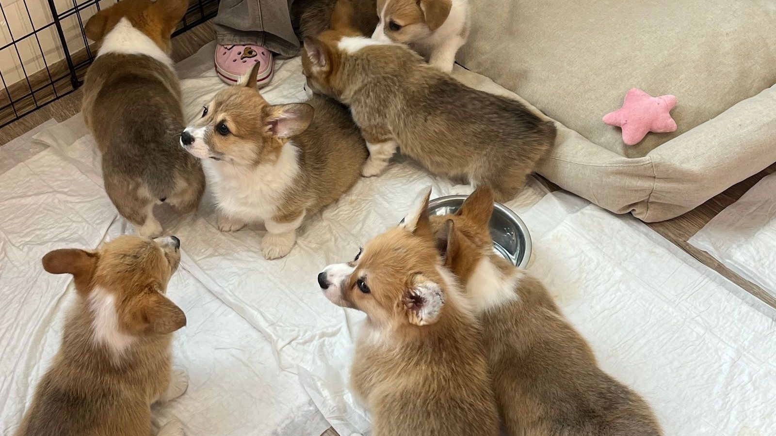 Filhotes de corgi brincando sobre tapetes higiênicos brancos que forram o chão de um cercadinho