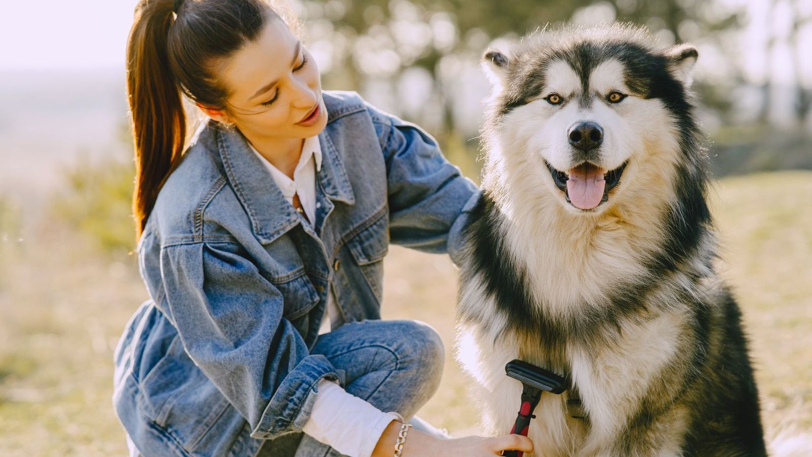 Tutora escovando o pelo de um husky siberiano ao ar livre, num dia de sol