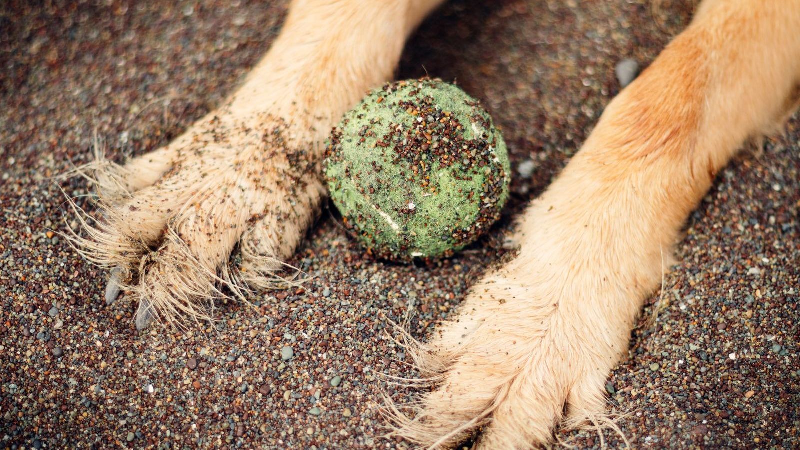 Patas de cachorro de pelo claro sujas de areia ao lado de uma bolinha de tênis encardida