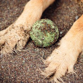 Patas de cachorro de pelo claro sujas de areia ao lado de uma bolinha de tênis encardida