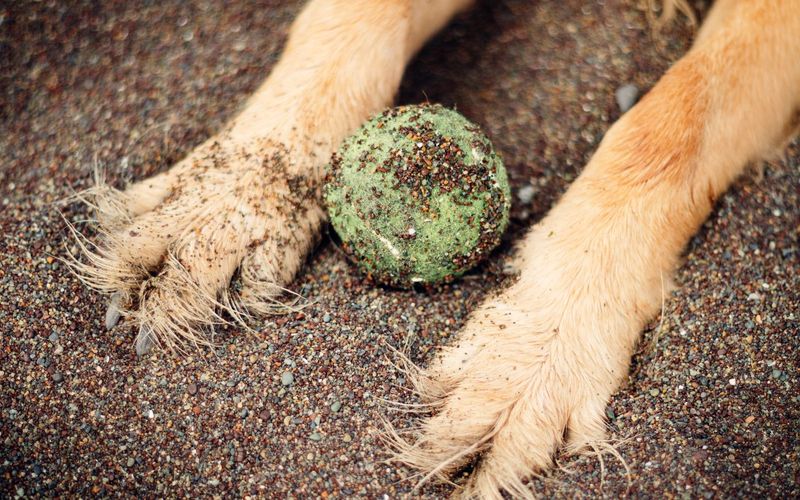 Patas de cachorro de pelo claro sujas de areia ao lado de uma bolinha de tênis encardida