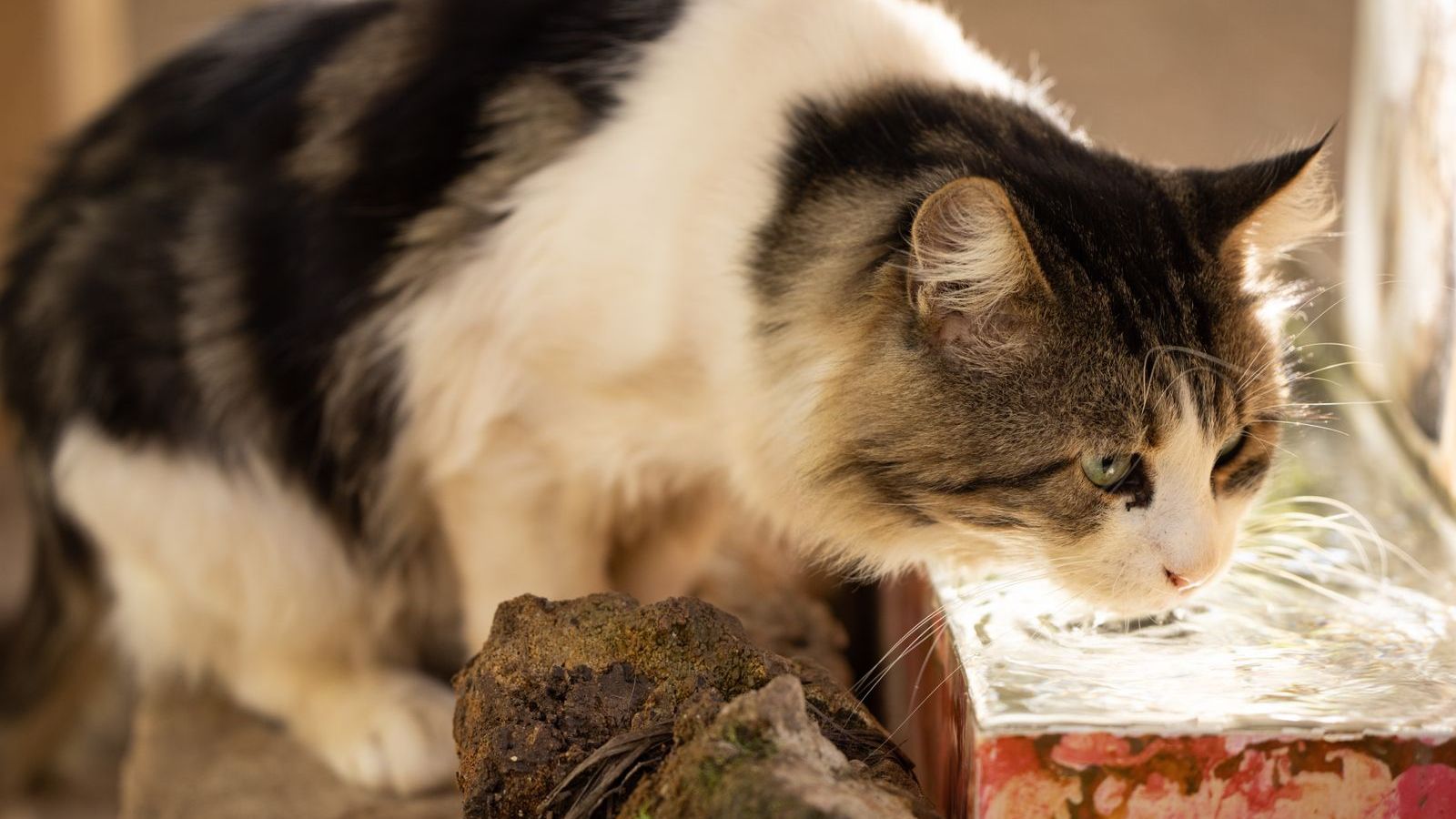 Gato tigrado e branco de pelo longo bebendo água corrente numa pequena fonte