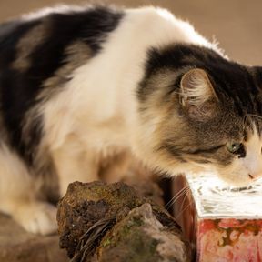 Gato tigrado e branco de pelo longo bebendo água corrente numa pequena fonte