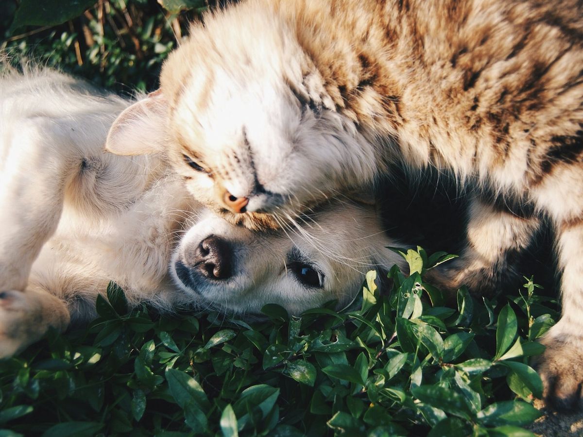 Cachorro branco e gato tigrado cinza abraçados, deitados na grama verde