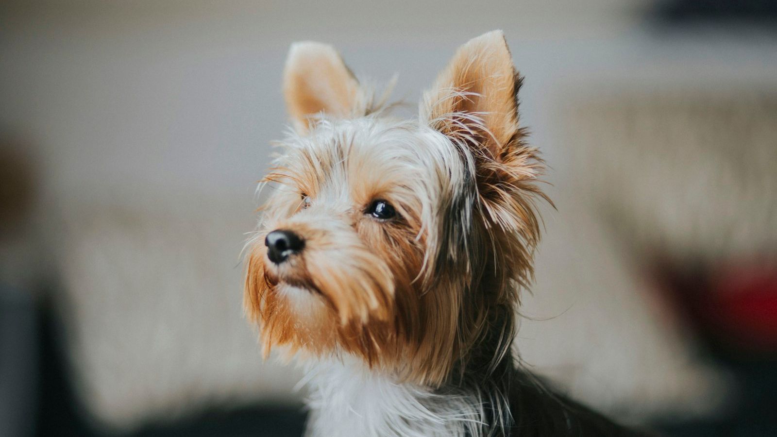 Yorkshire terrier de orelhas em pé e pelo dourado e cinza, sentado dentro de casa e olhando para o lado