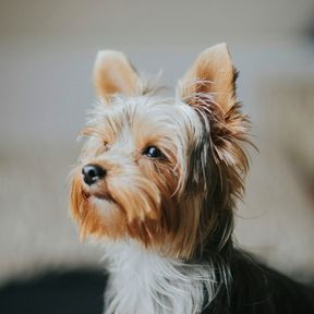 Yorkshire terrier de orelhas em pé e pelo dourado e cinza, sentado dentro de casa e olhando para o lado