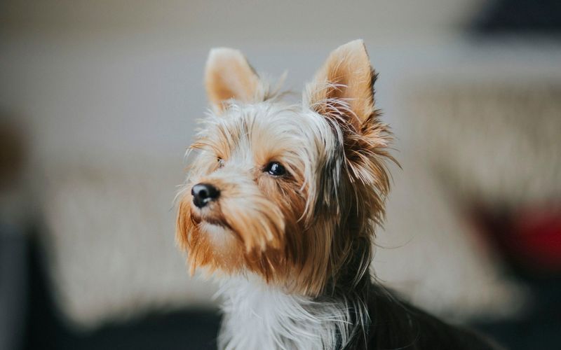 Yorkshire terrier de orelhas em pé e pelo dourado e cinza, sentado dentro de casa e olhando para o lado