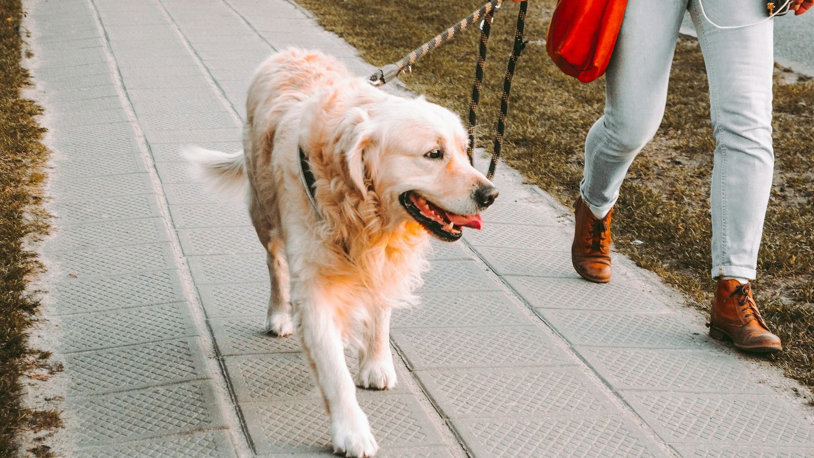 Golden retriever andando na guia ao lado da tutora numa calçada