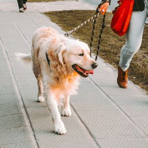 Golden retriever andando na guia ao lado da tutora numa calçada