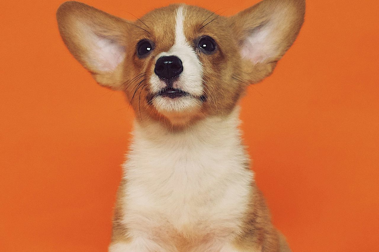 Filhote de corgi de orelhas grandes sentado sobre fundo laranja vibrante