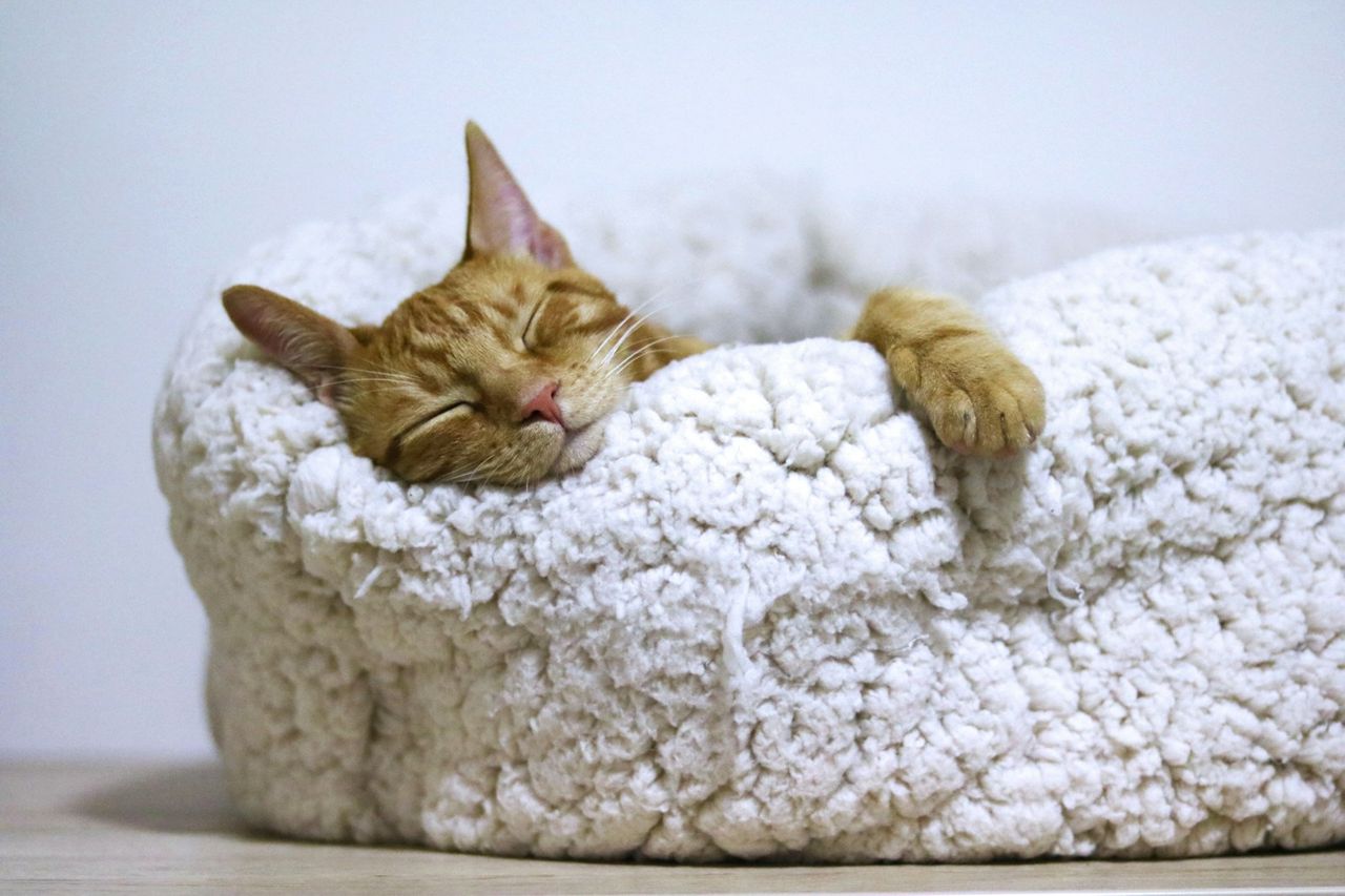 Gato laranja dormindo tranquilo dentro de uma caminha pet branca e fofinha