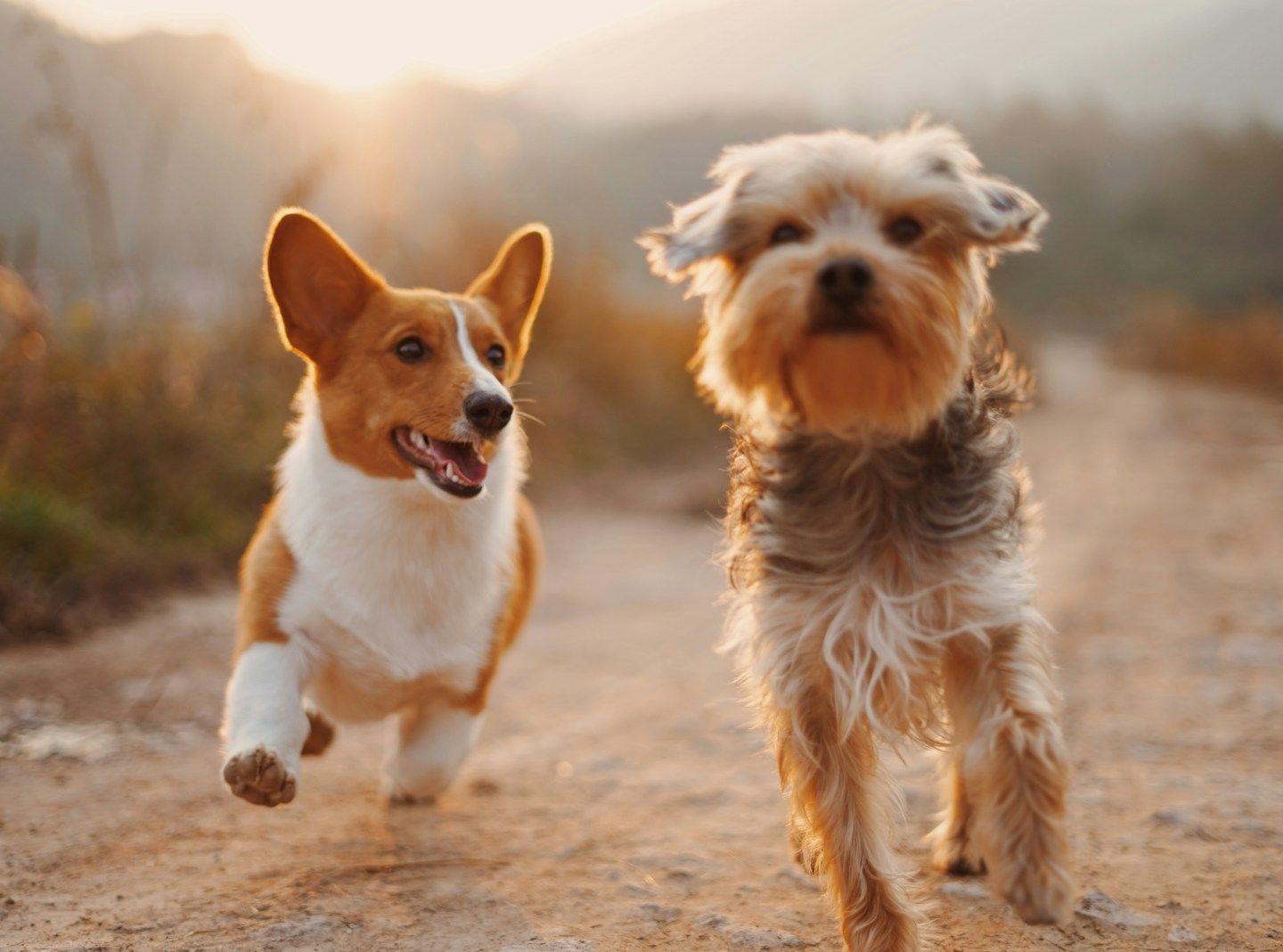 Dois cachorros felizes, um corgi e um yorkshire, correndo lado a lado em uma estrada de terra sob a luz dourada do pôr do sol