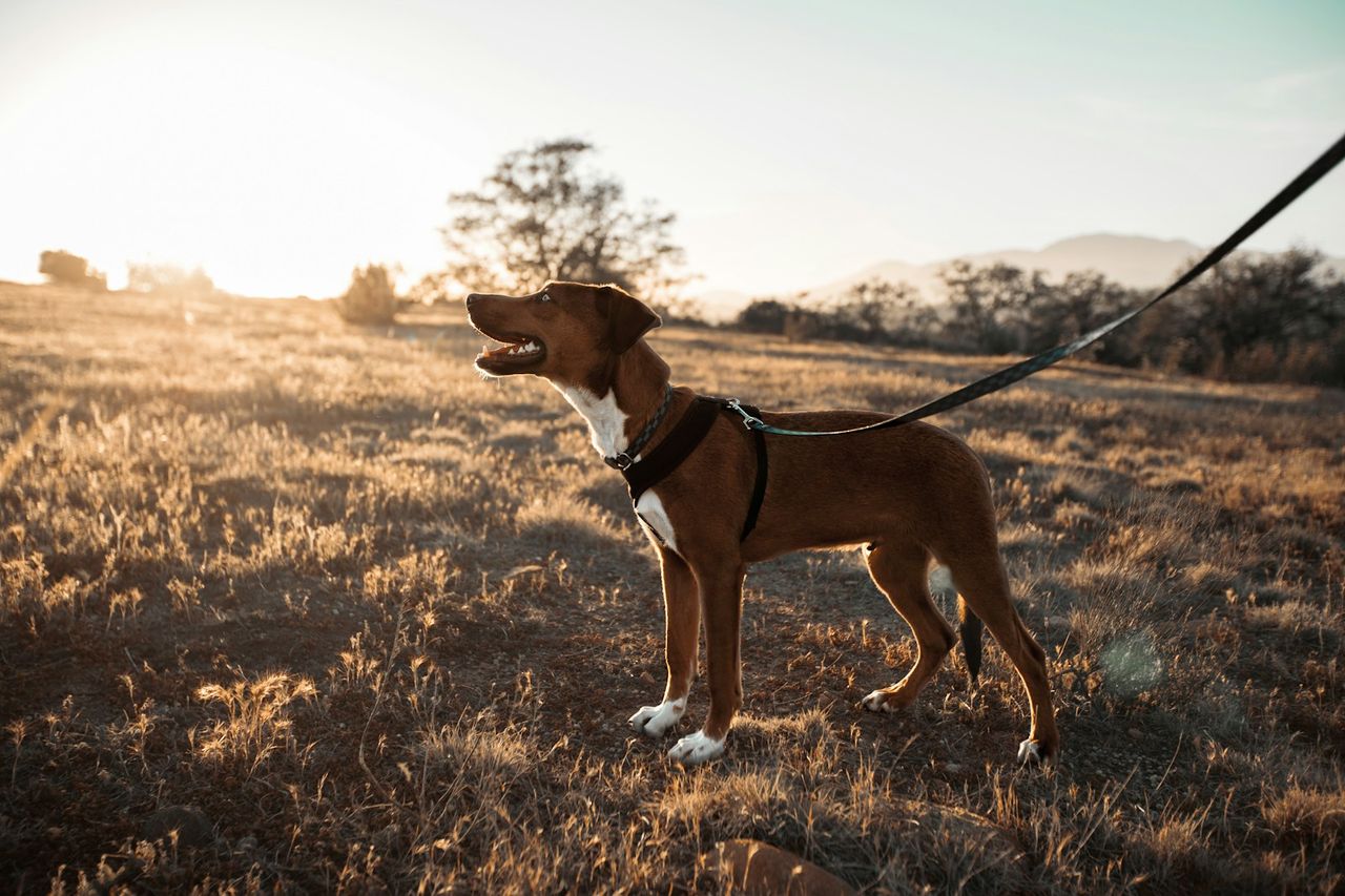 Cachorro marrom de peitoral preso à guia durante passeio em campo aberto ao entardecer