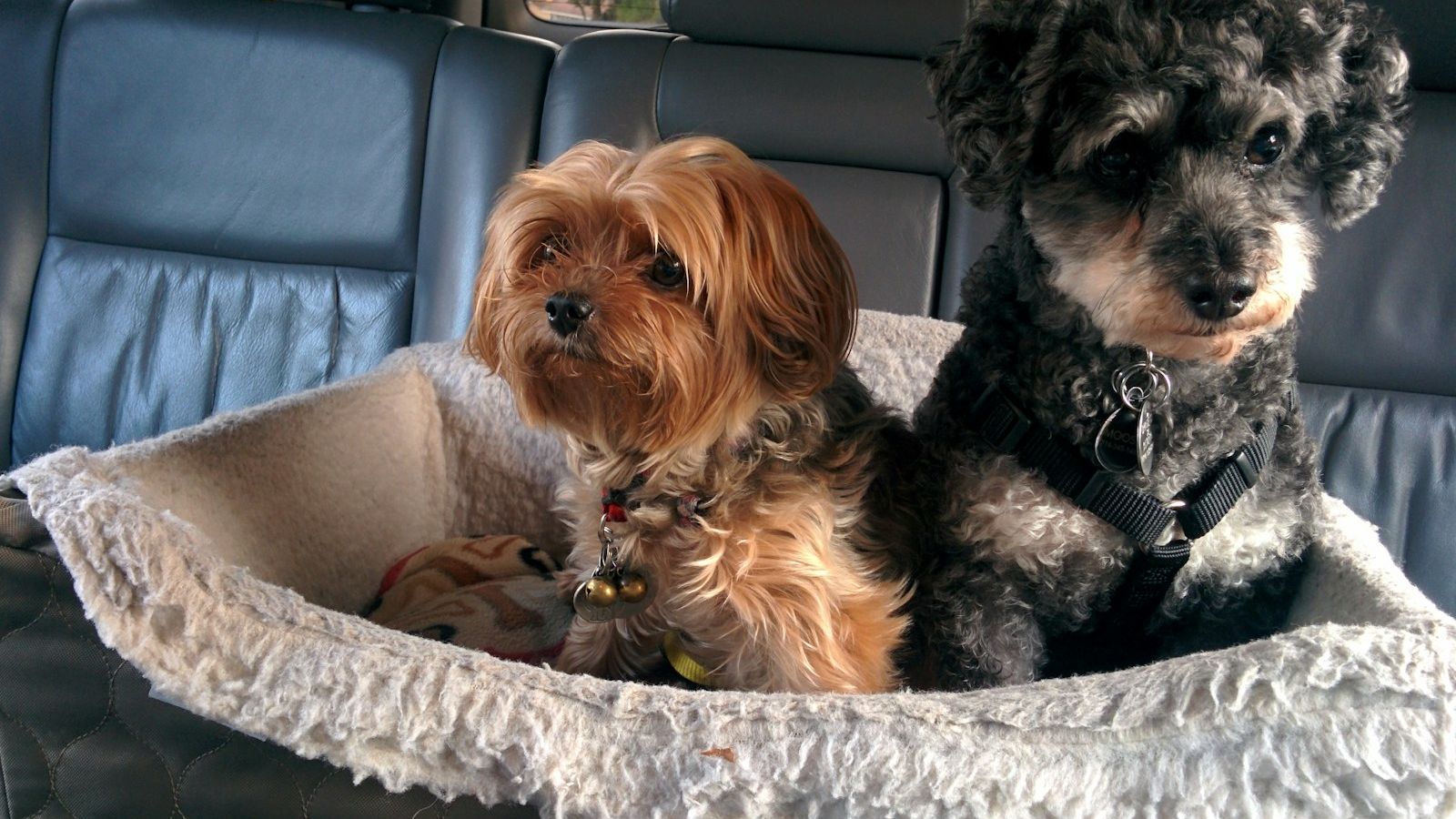 Dois cães pequenos acomodados numa caminha própria para carro, no banco traseiro