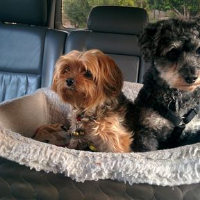 Dois cães pequenos acomodados numa caminha própria para carro, no banco traseiro