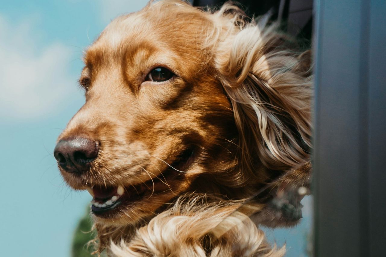 Cocker spaniel dourado com as orelhas ao vento olhando pela janela do carro em uma viagem