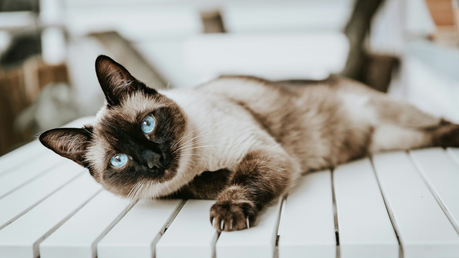 Gato siamês de olhos azuis deitado de lado sobre uma mesa de madeira branca, olhando para a câmera