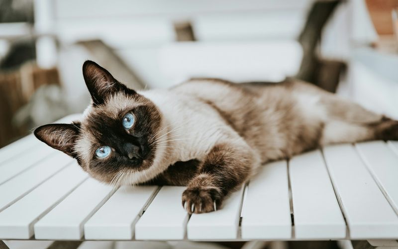 Gato siamês de olhos azuis deitado de lado sobre uma mesa de madeira branca, olhando para a câmera