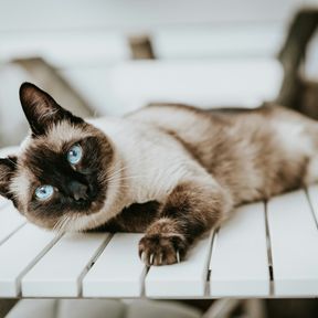 Gato siamês de olhos azuis deitado de lado sobre uma mesa de madeira branca, olhando para a câmera