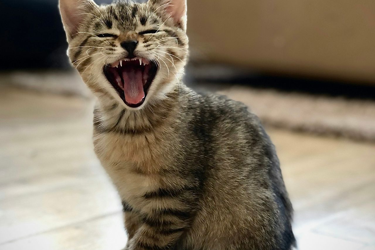 Filhote de gato tigrado cinza bocejando sentado no piso de madeira