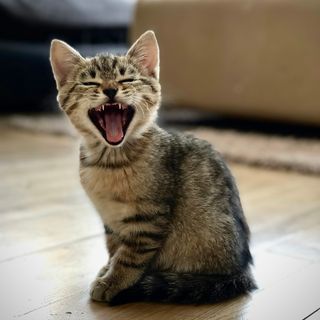 Filhote de gato tigrado cinza bocejando sentado no piso de madeira