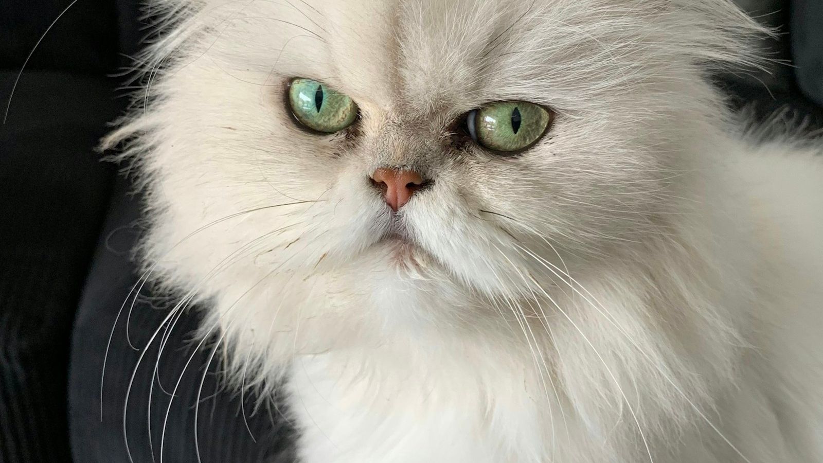 Rosto de gato persa branco de pelo longo e focinho achatado, com olhos verde-claros, em close sobre um sofá cinza