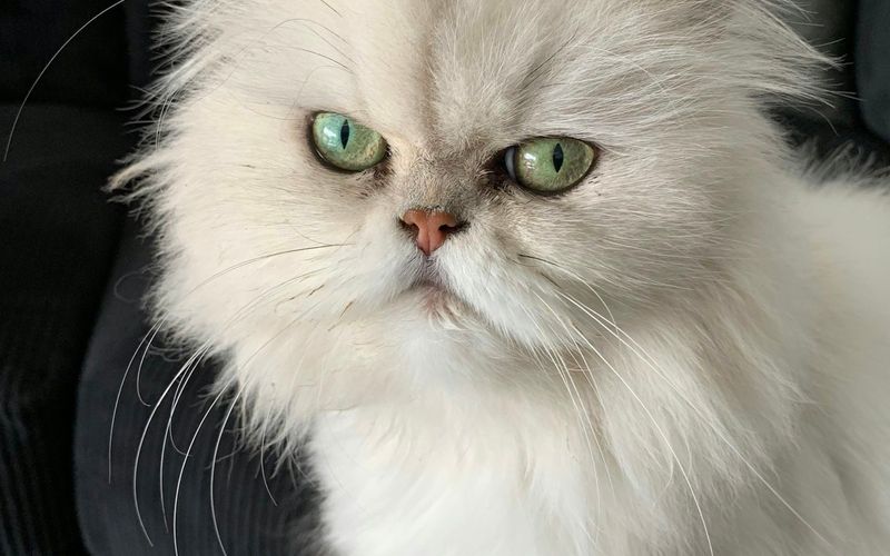 Rosto de gato persa branco de pelo longo e focinho achatado, com olhos verde-claros, em close sobre um sofá cinza