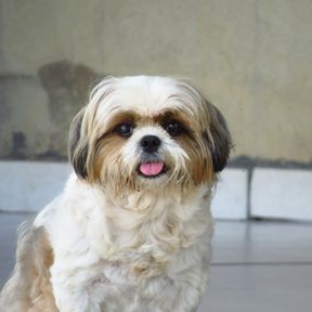 Shih tzu branco e marrom de pelo longo sentado no chão, com a língua para fora e o olhar para a câmera