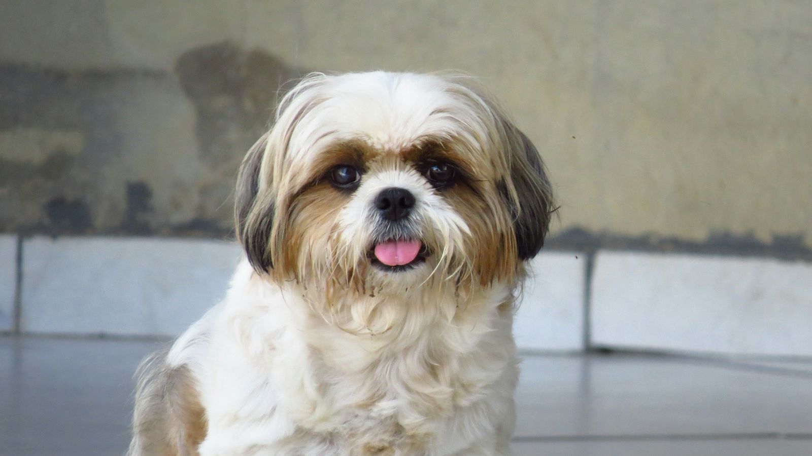 Shih tzu branco e marrom de pelo longo sentado no chão, com a língua para fora e o olhar para a câmera