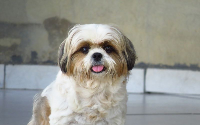 Shih tzu branco e marrom de pelo longo sentado no chão, com a língua para fora e o olhar para a câmera