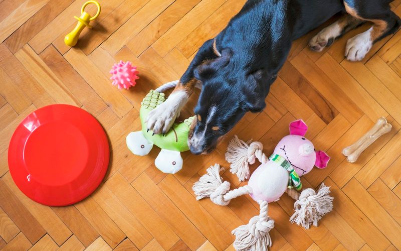 Cachorro preto e caramelo deitado no piso de madeira, cercado de brinquedos de corda, pelúcias mordidas e um disco vermelho