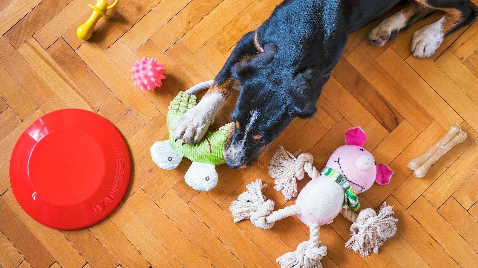 Cachorro preto e caramelo deitado no piso de madeira, cercado de brinquedos de corda, pelúcias mordidas e um disco vermelho