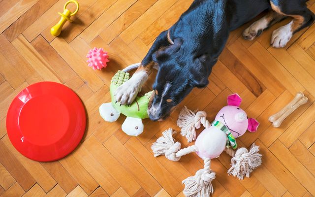Cachorro preto e caramelo deitado no piso de madeira, cercado de brinquedos de corda, pelúcias mordidas e um disco vermelho