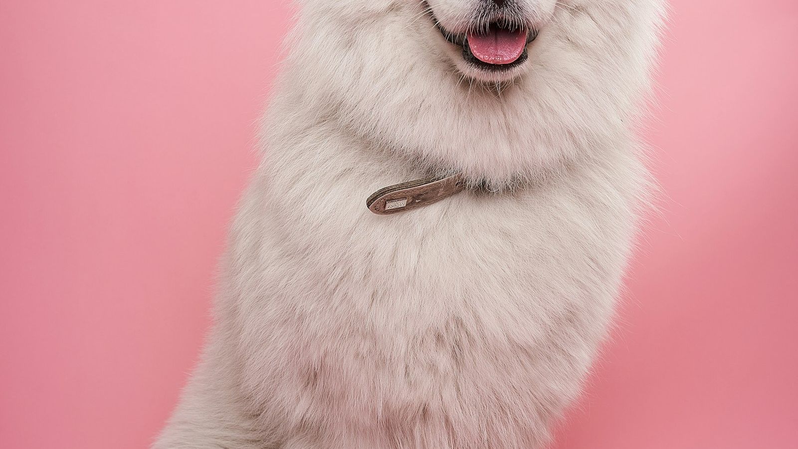 Cachorro samoieda branco e sorridente sentado sobre fundo rosa com confetes coloridos