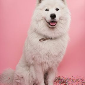 Cachorro samoieda branco e sorridente sentado sobre fundo rosa com confetes coloridos