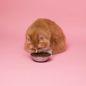Gato laranja de pelo longo comendo ração seca numa tigela de inox sobre fundo rosa