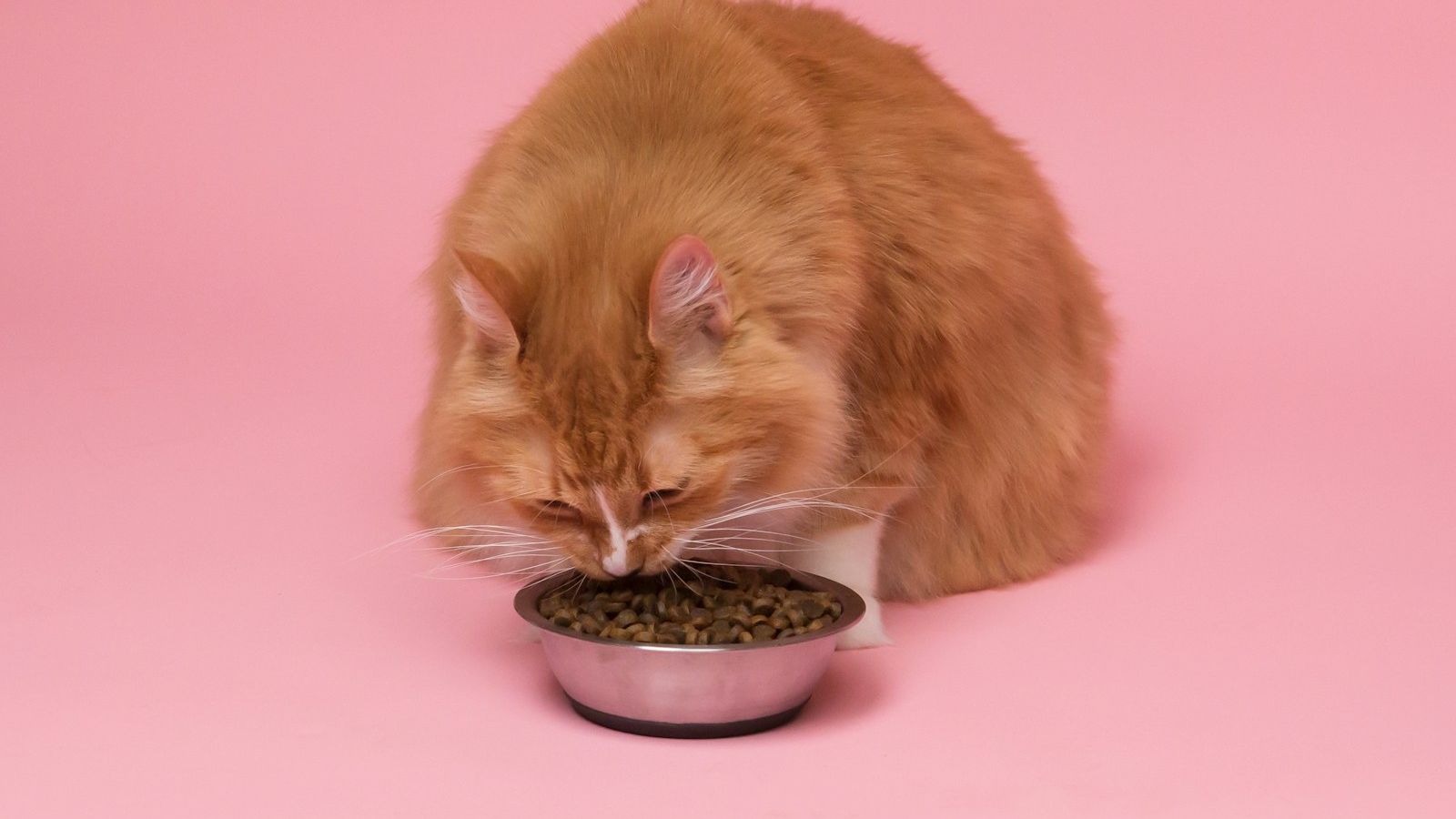 Gato laranja de pelo longo comendo ração seca numa tigela de inox sobre fundo rosa