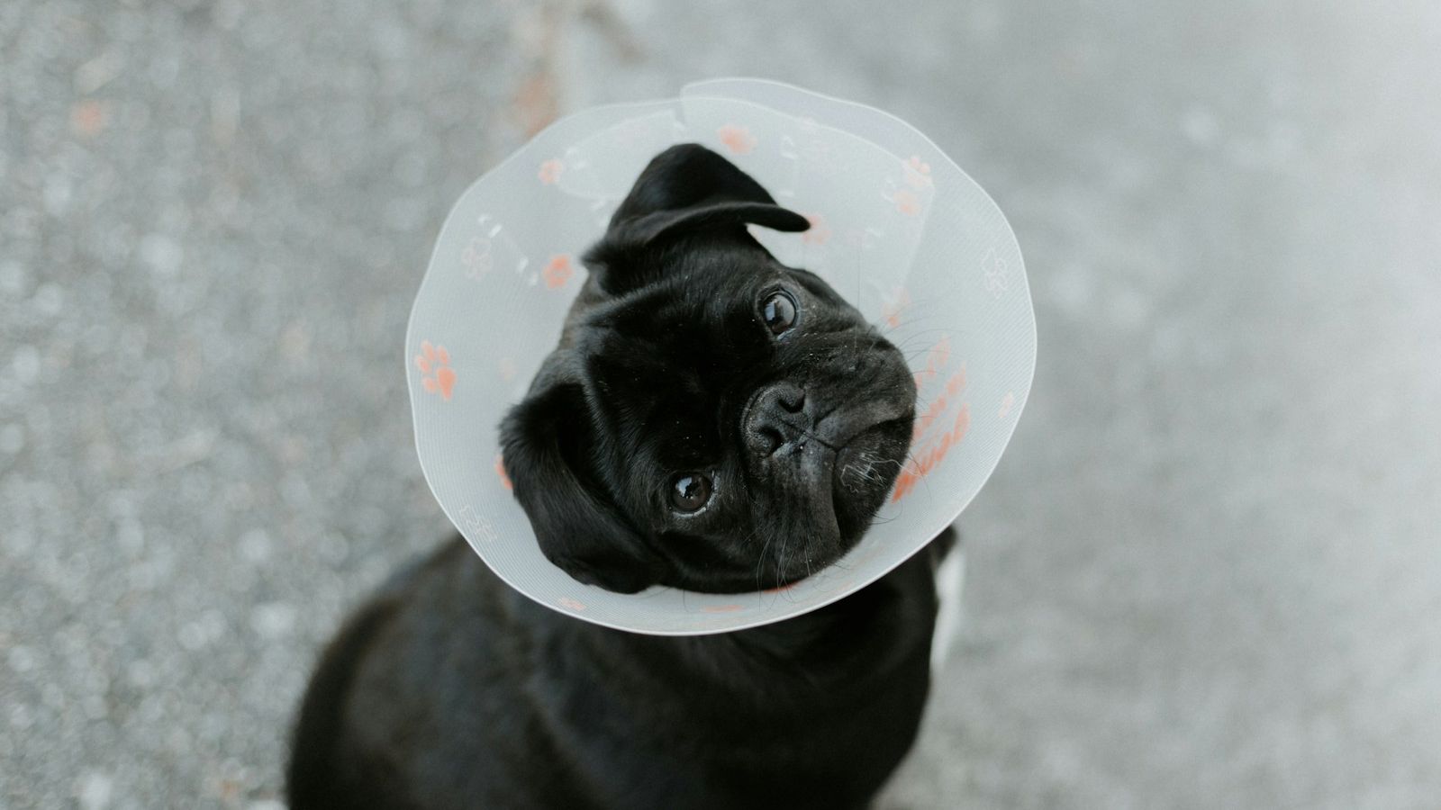 Pug preto usando colar elizabetano transparente, sentado no chão e olhando para cima com a cabeça inclinada