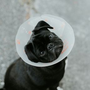Pug preto usando colar elizabetano transparente, sentado no chão e olhando para cima com a cabeça inclinada