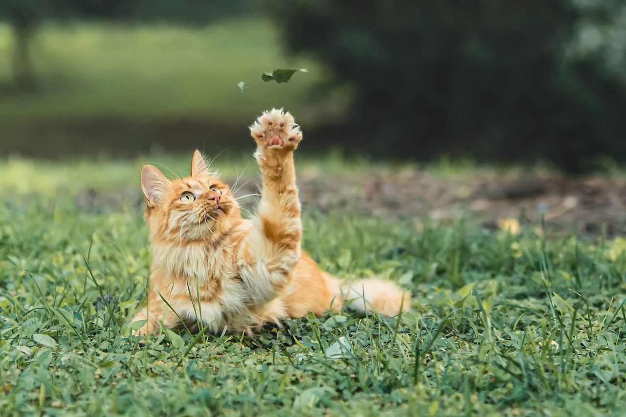 Gato laranja brincalhão deitado na grama levantando a pata para pegar uma folha no ar