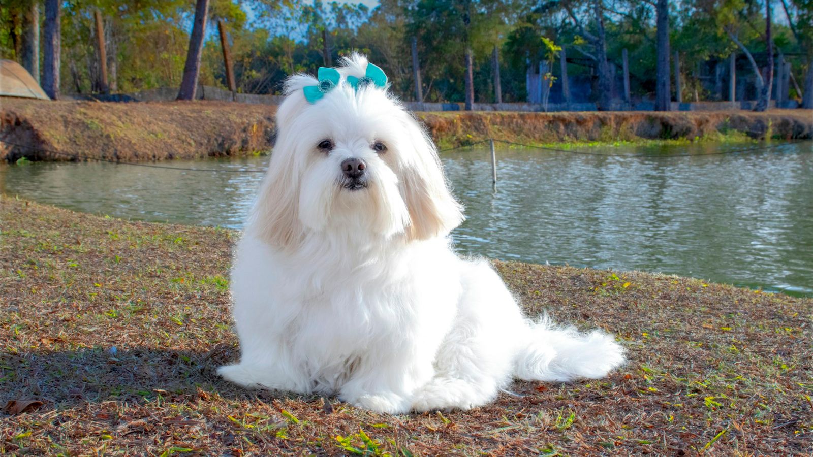 Lhasa apso branco de pelo longo e lacinho azul na cabeça, deitado na grama à beira de um lago