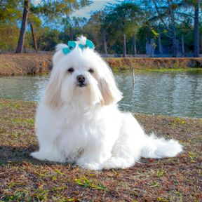 Lhasa apso branco de pelo longo e lacinho azul na cabeça, deitado na grama à beira de um lago